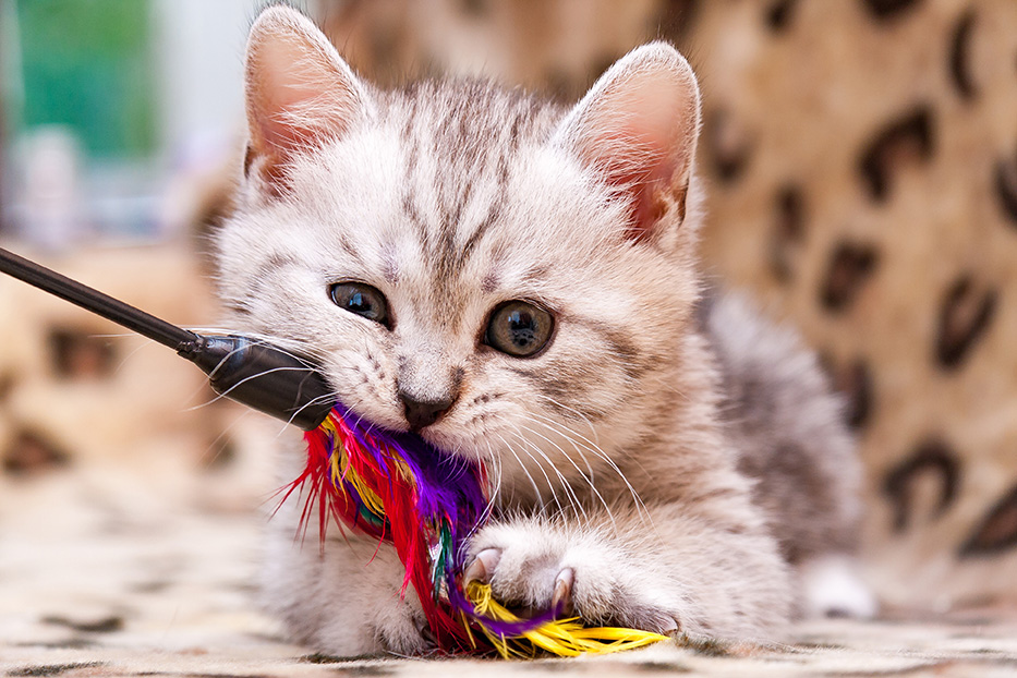 Rodi nv dierenspeeltjes kattenspeeltjes