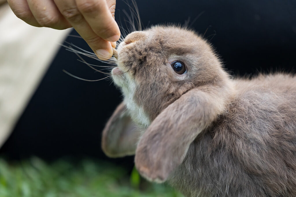 Rodi nv dierenvoeding hobby voeding