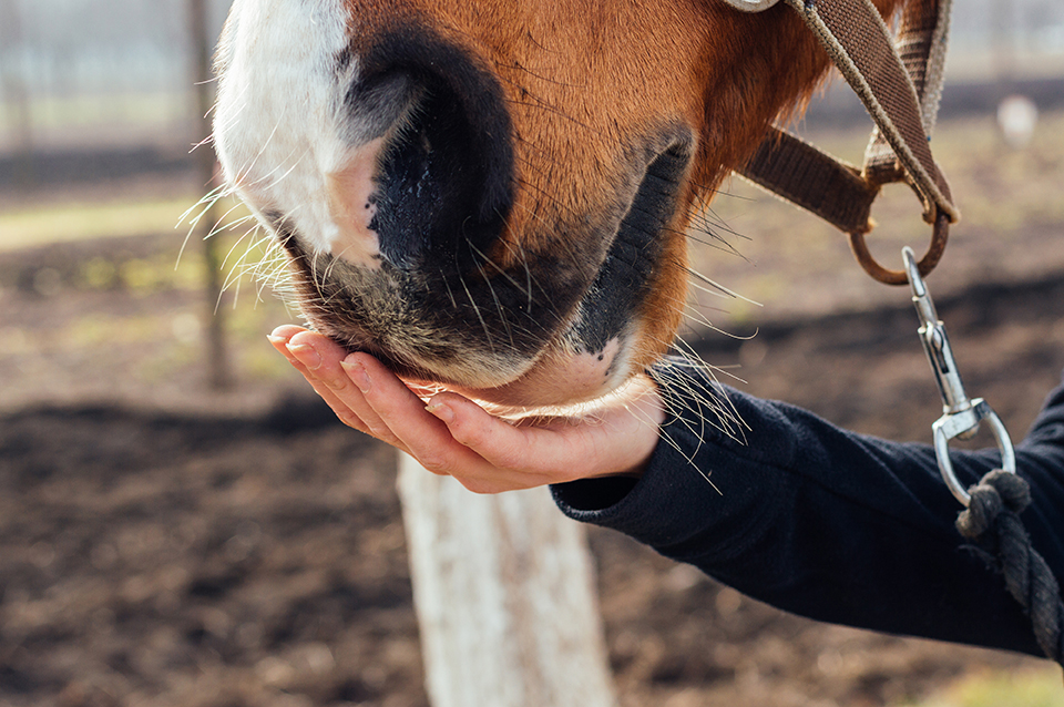 Rodi nv dierenvoeding paardenvoeding